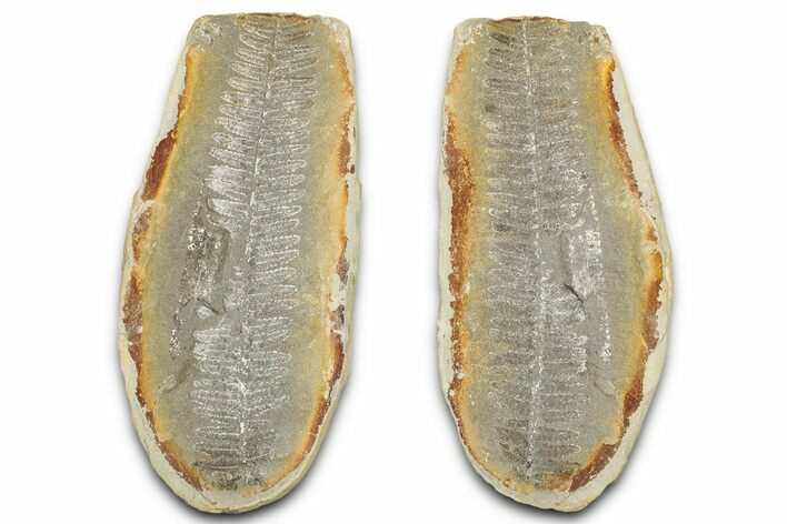 Fossil Fern (Pecopteris) Nodule Pos/Neg - Mazon Creek #325817